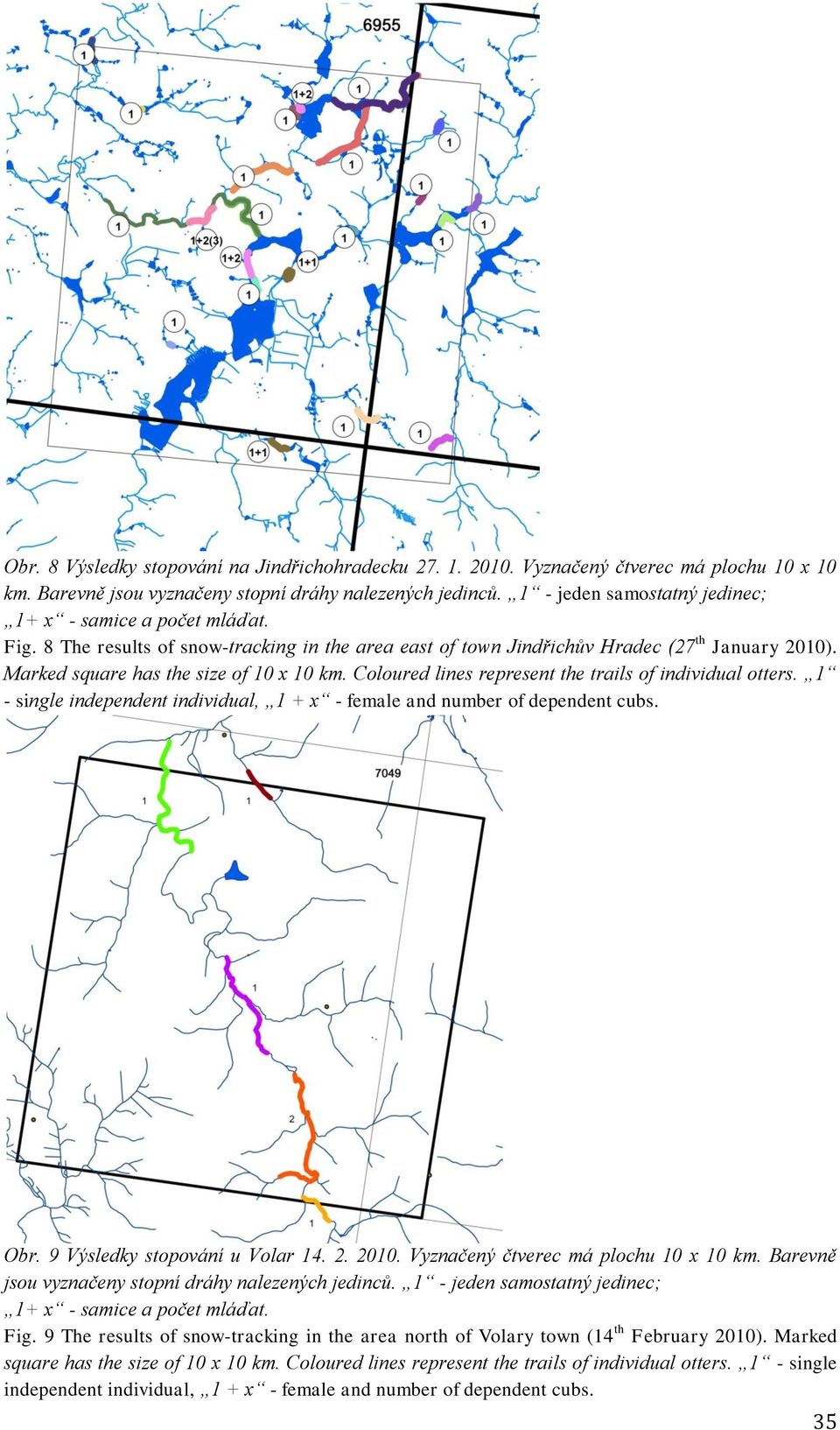 Marked square has the size of 10 x 10 km. Coloured lines represent the trails of individual otters. 1 - single Obr. 9 Výsledky stopování u Volar 14. 2. 2010.