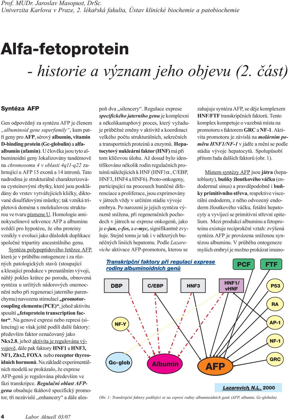 U èlovìka jsou tyto albuminoidní geny lokalizovány tandémovì na chromosomu 4 v oblasti 4q11-q22 zahrnující u AFP 15 exonù a 14 intronù.