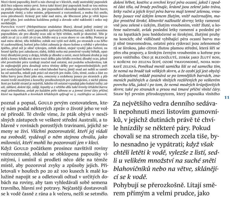 Krásný jest také nad míru, ale líbeznost jeho je větší leposti peří jeho. Jest ozdobou každému pokoji a dovede sobě nakloniti i srdce nejnevlídnější.