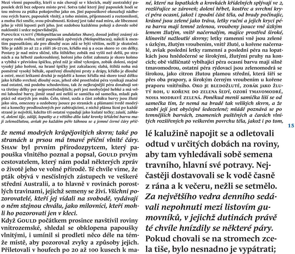 jsou zelené s úzkým, žlutým vroubením, vnitř žluté, u kořene načernalé, avšak poslední letky ramenní a poslední péra na lopatkách jsou hnědočerné se širokými, žlutými pruhy na koncích; obě vidličnatě