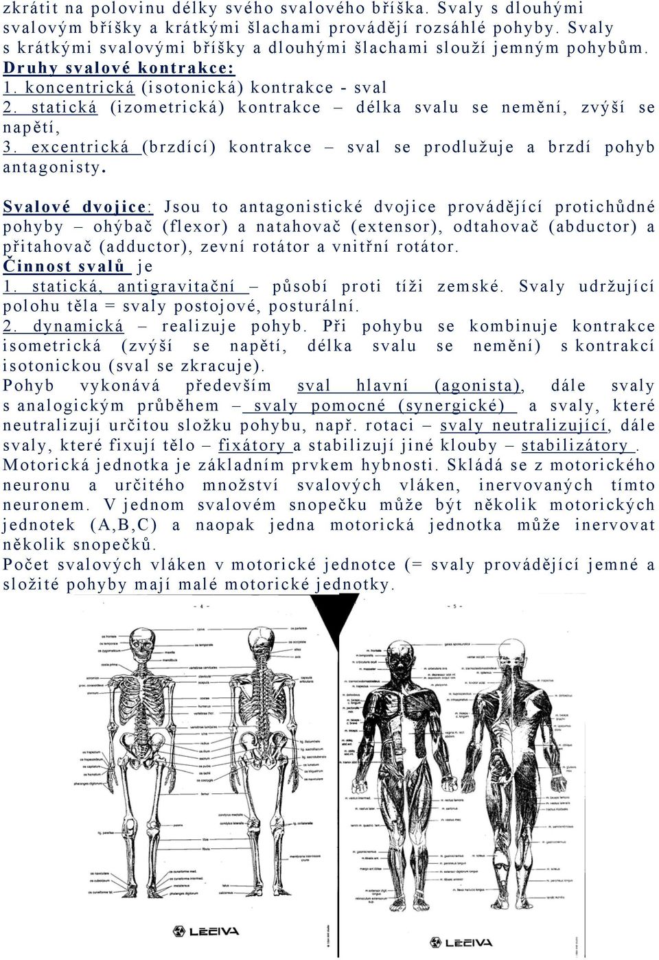 statická U kontrakce délka svalu se nemění, zvýší se napětí, U3. excentrická U(brzdící) kontrakce sval se prodlužuje a brzdí pohyb antagonisty.