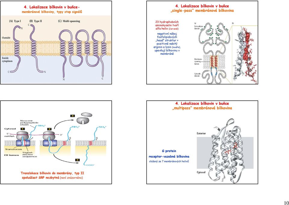 (modře), upevňují bílkovinu v membráně multipass membránová bílkovina G protein receptor-vazebná bílkovina