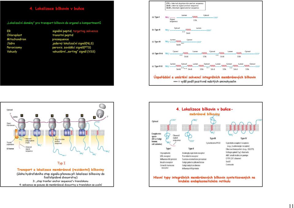 zaváděcí signál(pts) vakuolární sorting signál (VSS) Úspořádání a umístění sekvencí integrálních membránových bílkovin +++ = vyšší podíl pozitivně nabitých aminokyselin mebránové bílkoviny Typ I