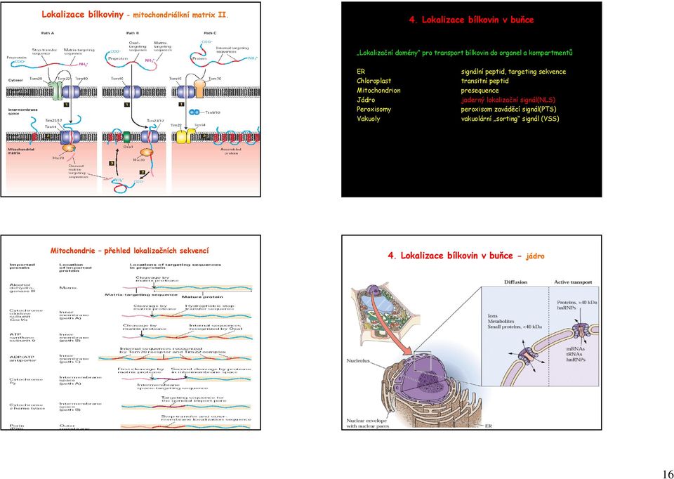 Jádro Peroxisomy Vakuoly signální peptid, targeting sekvence transitní peptid presequence