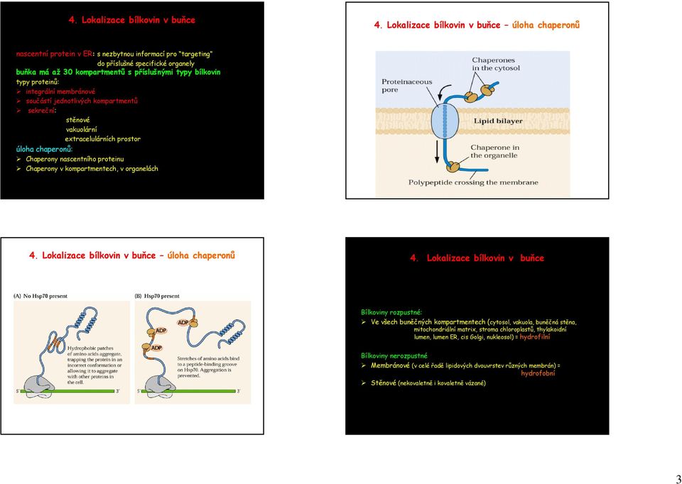 kompartmentech, v organelách úloha chaperonů Bílkoviny rozpustné: Ve všech buněčných kompartmentech (cytosol, vakuola, buněčná stěna, mitochondriální matrix, stroma chloroplastů,