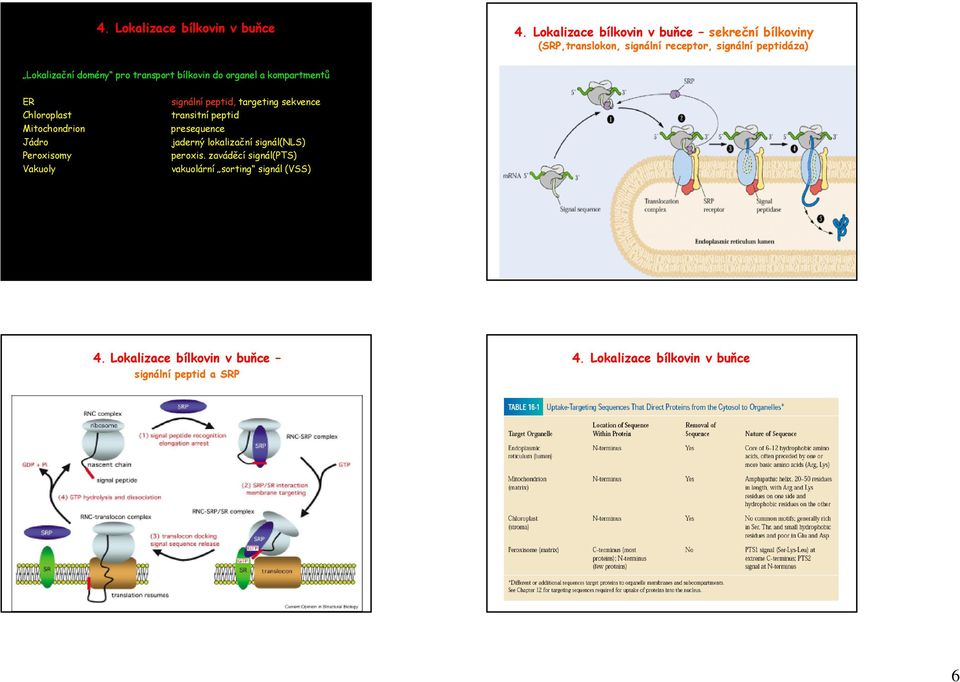 Vakuoly signální peptid, targeting sekvence transitní peptid presequence jaderný lokalizační