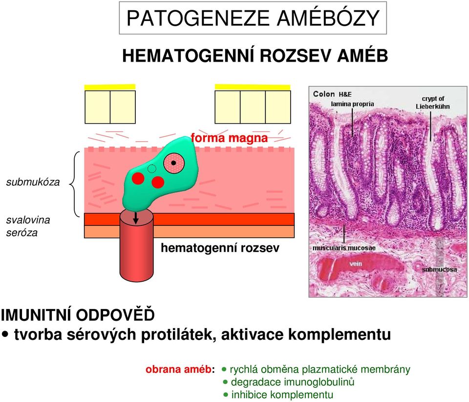 sérových protilátek, aktivace komplementu obrana améb: rychlá