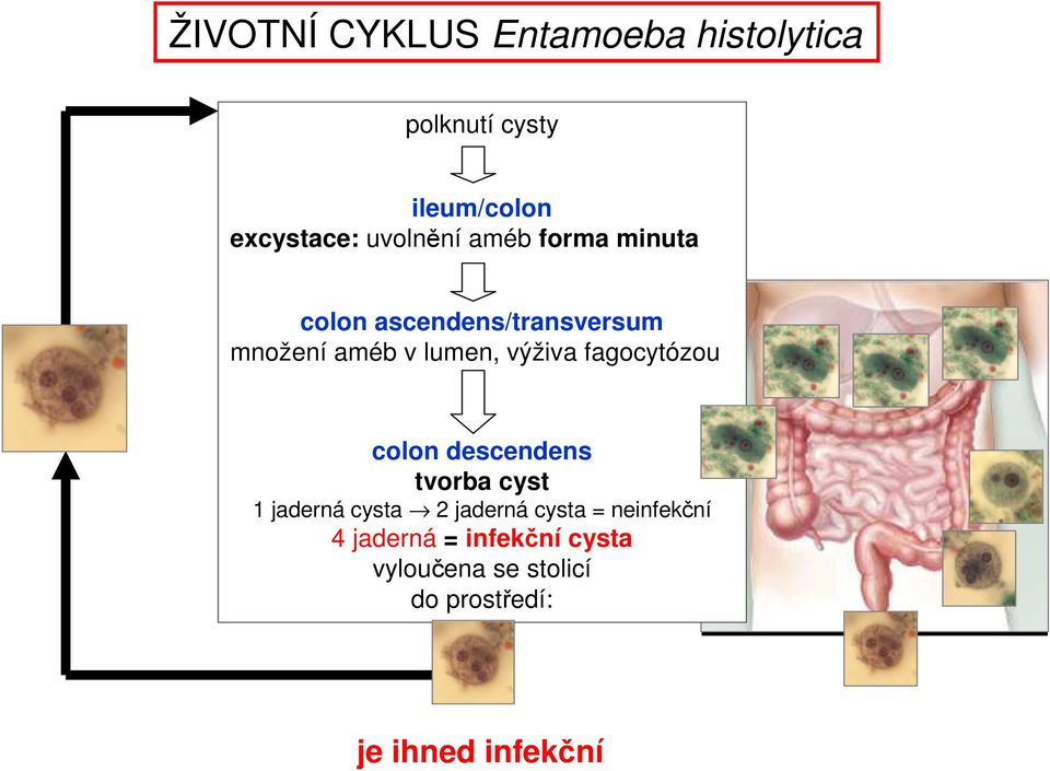 výživa fagocytózou colon descendens tvorba cyst 1 jaderná cysta 2 jaderná cysta