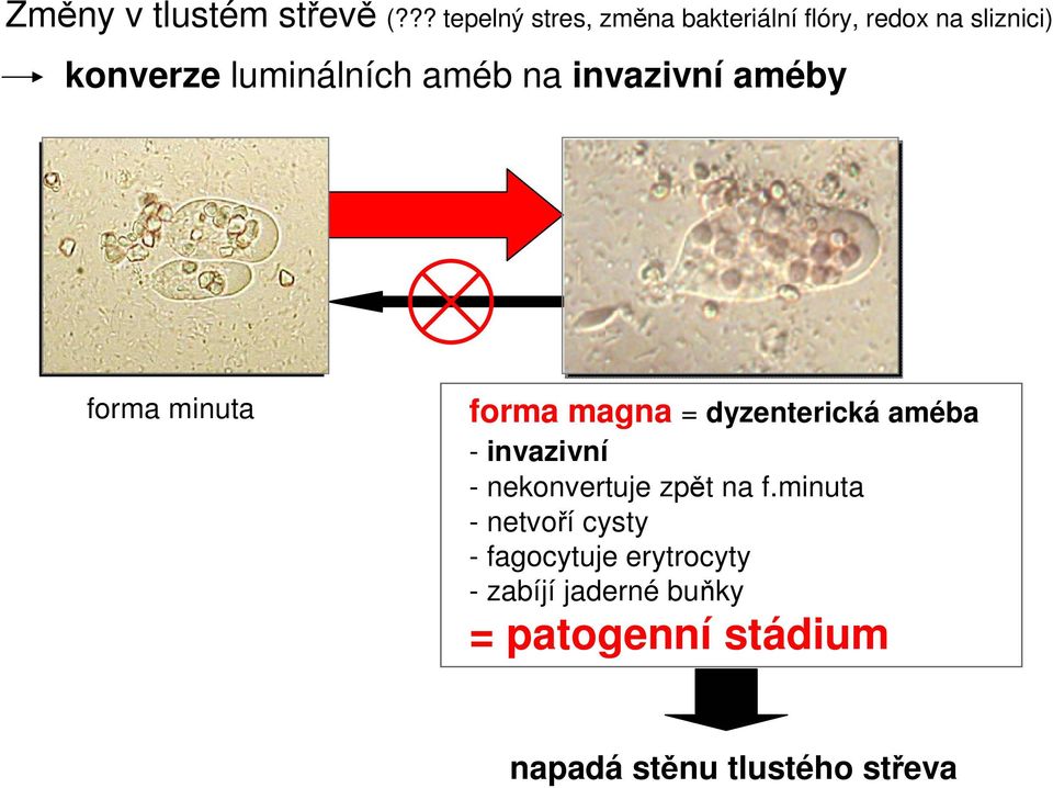 améb na invazivní améby forma minuta forma magna = dyzenterická améba - invazivní -