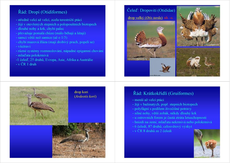 polokrmivá -1 čeleď, l 25 druhů, Evropa, Asie, Afrika a Austrálie -v ČR 1 druh Čeleď: Dropovití (Otididae) drop velký (Otis tarda) nh. -s. www.ivnvechtplassen.org www.znanijamira.ru www.flickr.