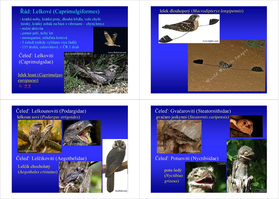 com lelek dlouhoperý (Macrodipteryx longipennis) www.triplov.com lelek lesní (Caprimulgus europaeus) ) h.