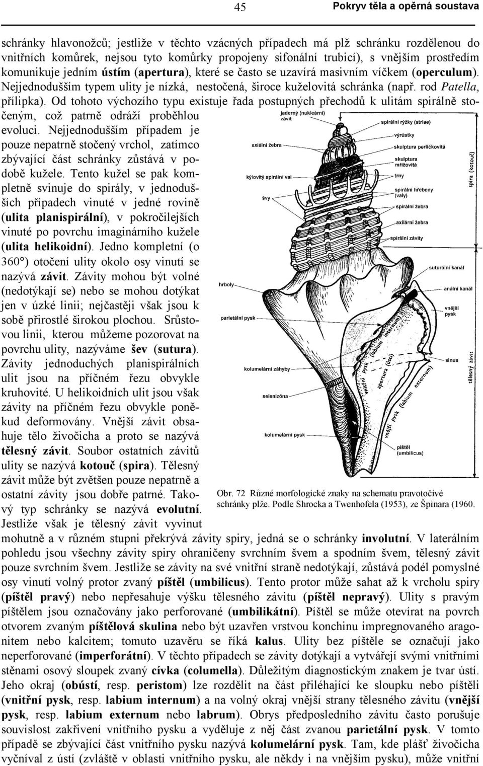 Od tohoto výchozího typu existuje řada postupných přechodů k ulitám spirálně stočeným, což patrně odráží proběhlou evoluci.