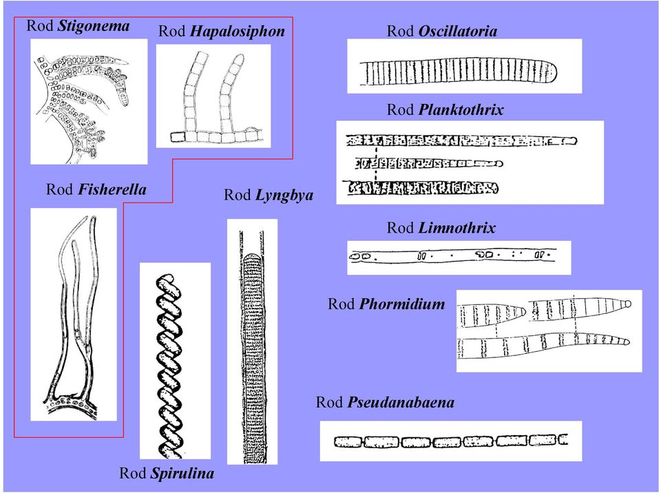 Fisherella Rod Lyngbya Rod Limnothrix