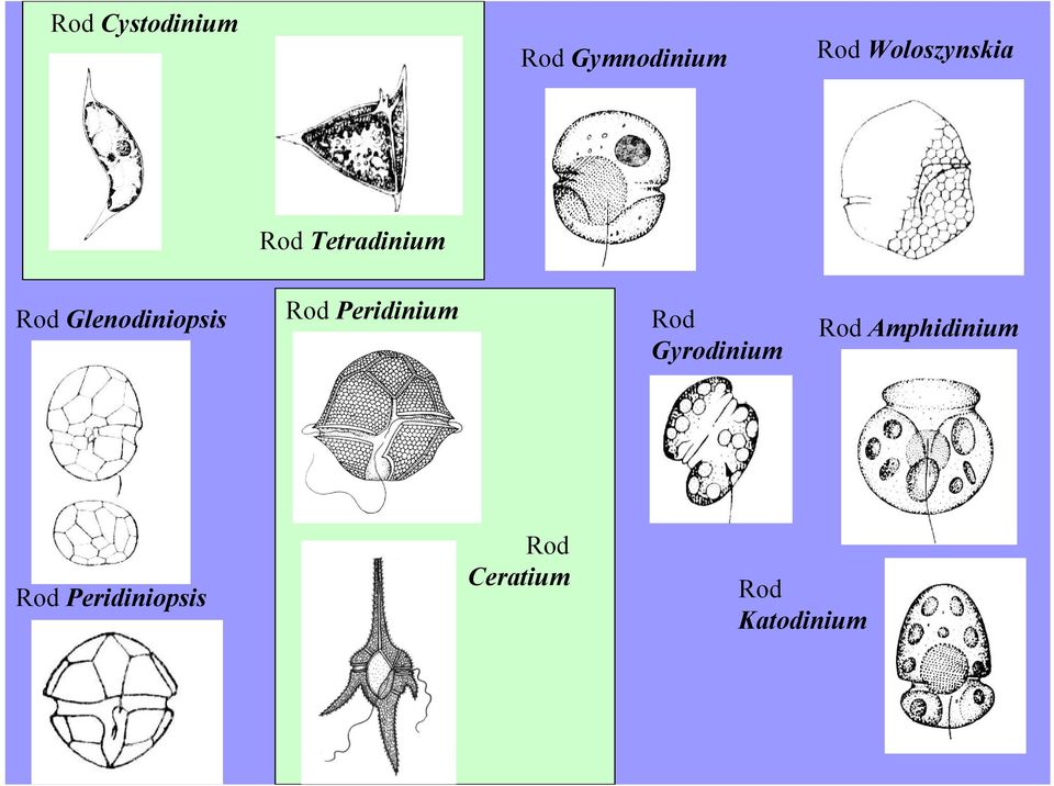 Glenodiniopsis Rod Peridinium Rod