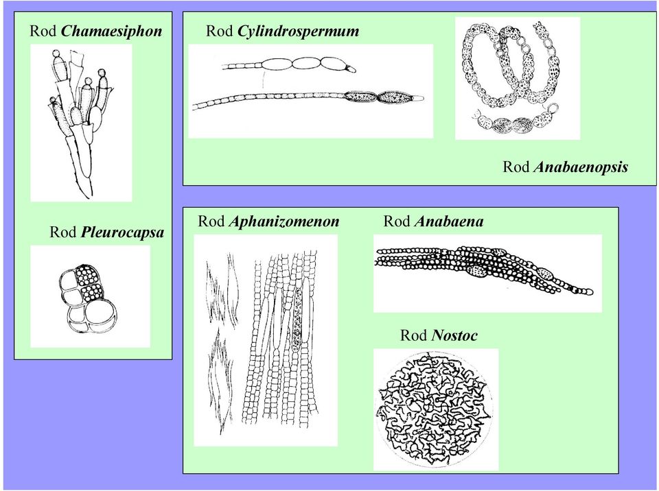 Anabaenopsis Rod