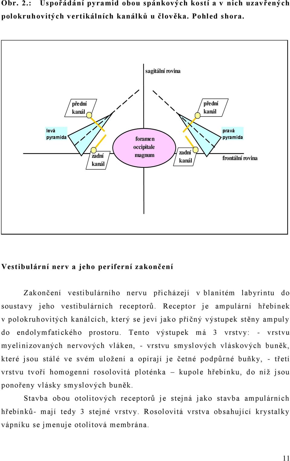 vestibulárního nervu přicházejí v blanitém labyrintu do soustavy jeho vestibulárních receptorů.