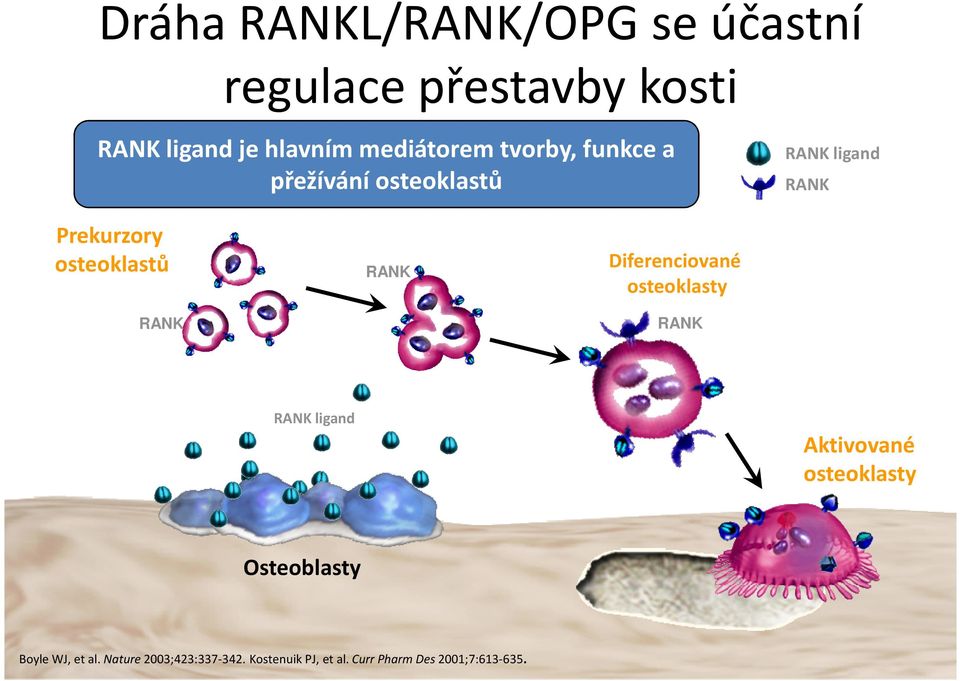 osteoklastů RANK RANK Diferenciované osteoklasty RANK RANK ligand Aktivované
