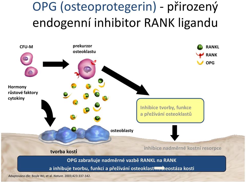 inhibice nadměrné kostní resorpce tvorba kosti OPG zabraňuje nadměrné vazbě RANKLna RANK a inhibuje