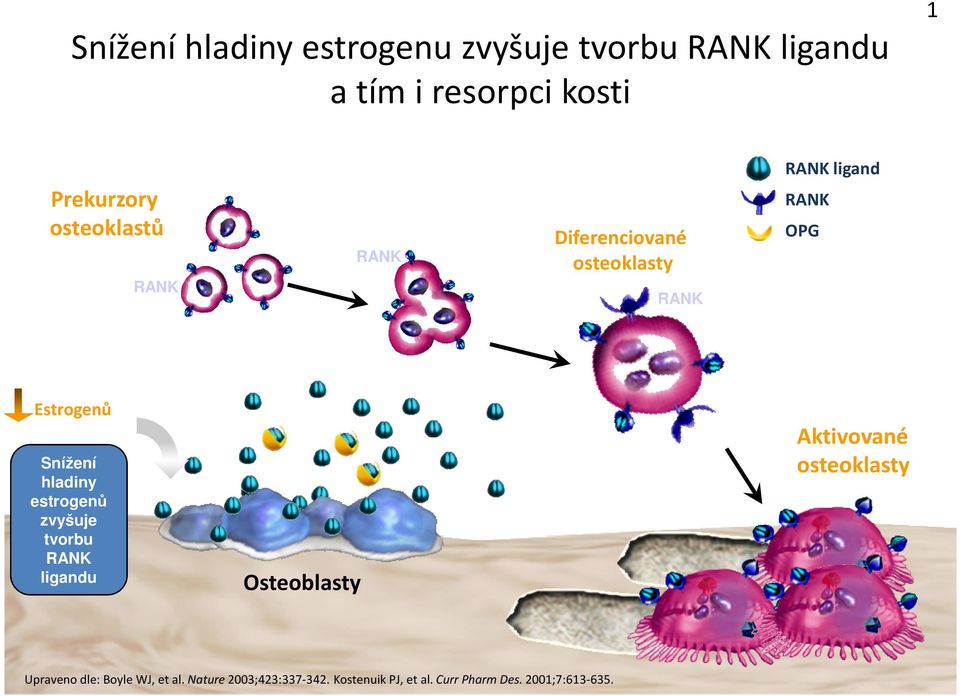 hladiny estrogenů zvyšuje tvorbu RANK ligandu Osteoblasty Aktivované osteoklasty Upraveno