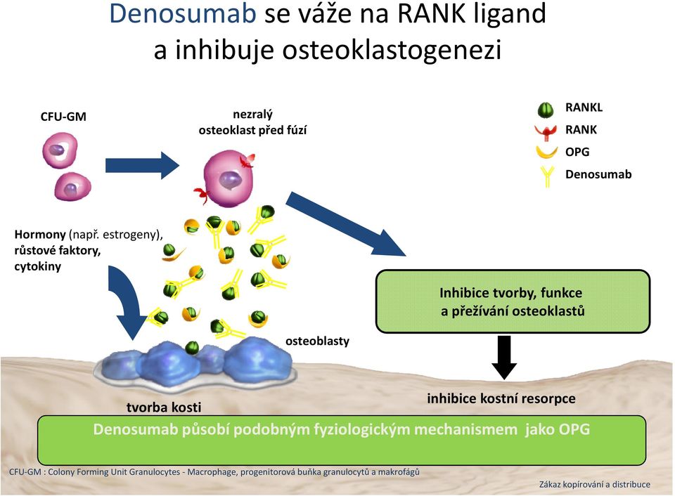 estrogeny), růstové faktory, cytokiny Inhibice tvorby, funkce a přežívání osteoklastů osteoblasty tvorba kosti