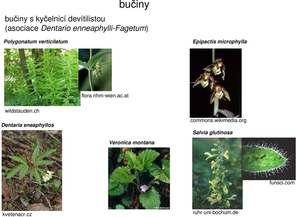 flora.nhm-wien.ac.at wildstauden.ch Dentaria eneaphyllos commons.