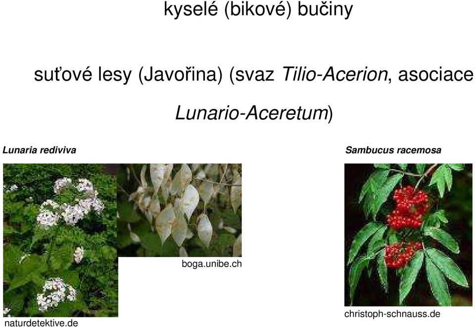 Lunario-Aceretum) Lunaria rediviva Sambucus