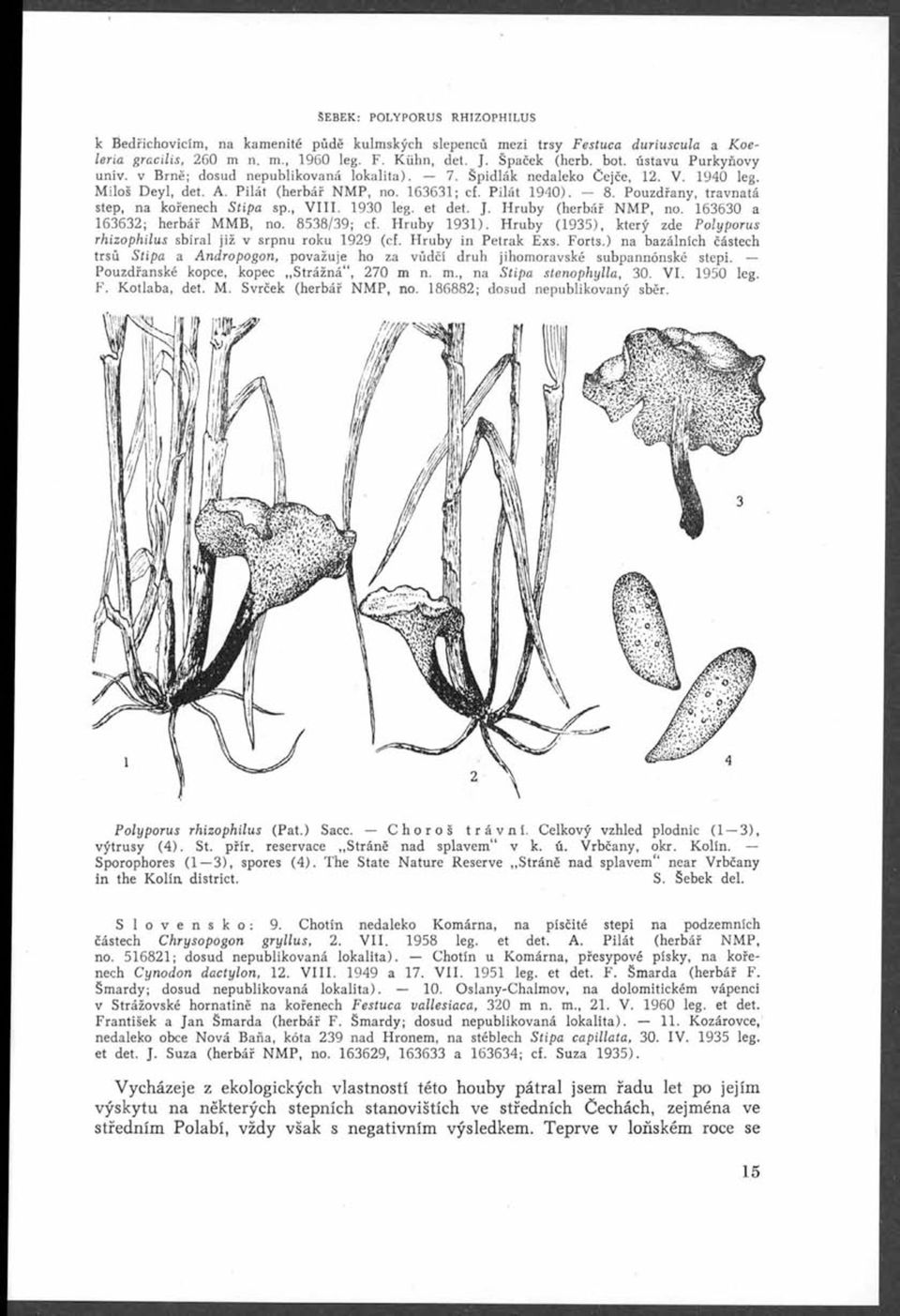 Pouzdřany, travnatá step, na kořenech Stipa sp., V III. 1930 leg. et det. J. Hrubý (herbář NMP, no. 163630 a H 163632; herbář MMB, no. 8538/39; cf. Hrubý 1931).