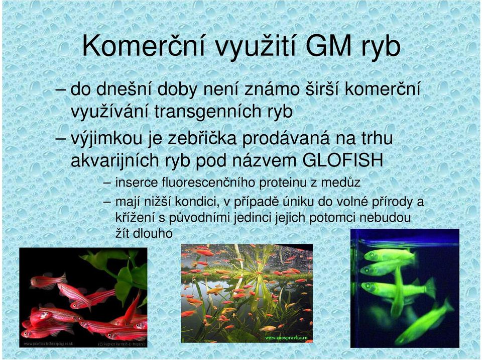 názvem GLOFISH inserce fluorescenčního proteinu z medůz mají nižší kondici, v