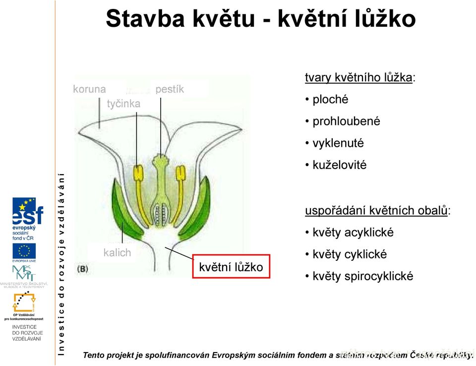 vyklenuté kuželovité uspořádání květních obalů: květy