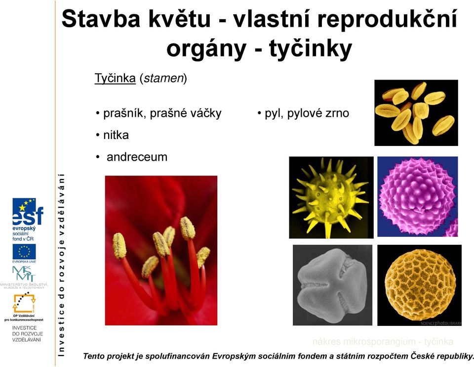 prašník, prašné váčky nitka andreceum