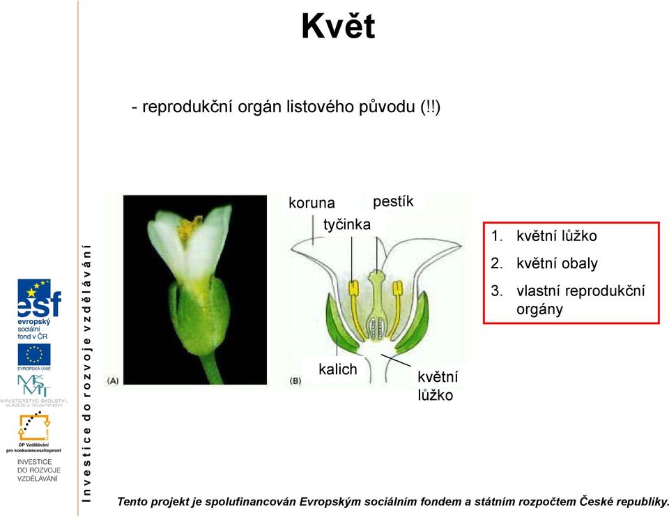 !) koruna tyčinka kalich pestík