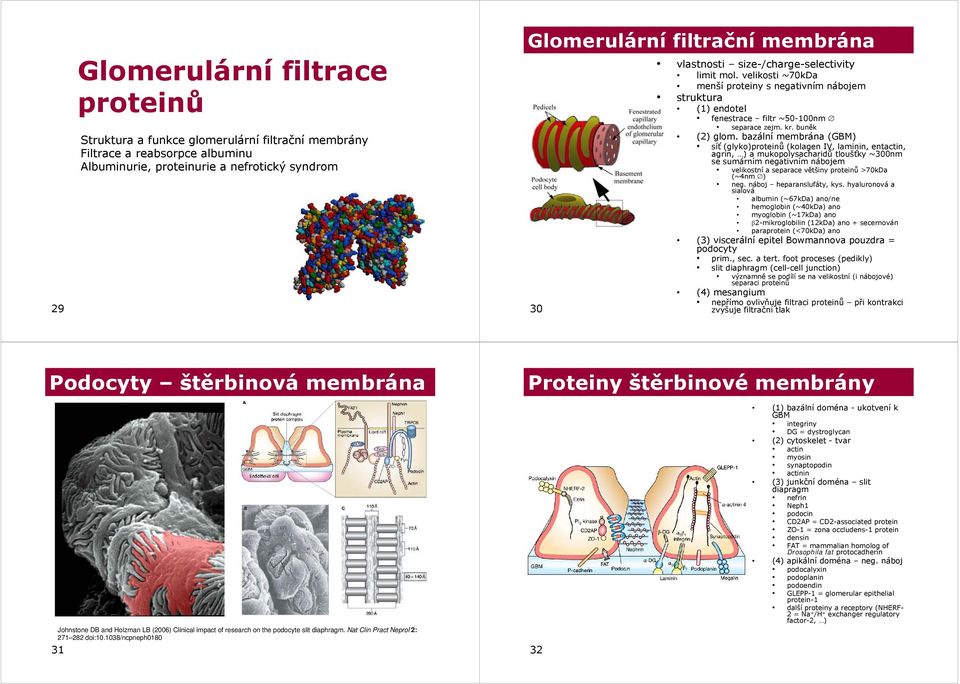 bazální membrána (GBM) síť (glyko)proteinů (kolagen IV, laminin, entactin, agrin, ) a mukopolysacharidů tloušťky ~300nm se sumárním negativním nábojem velikostní a separace většiny proteinů >70kDa