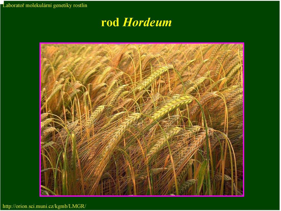 Hordeum http://orion.