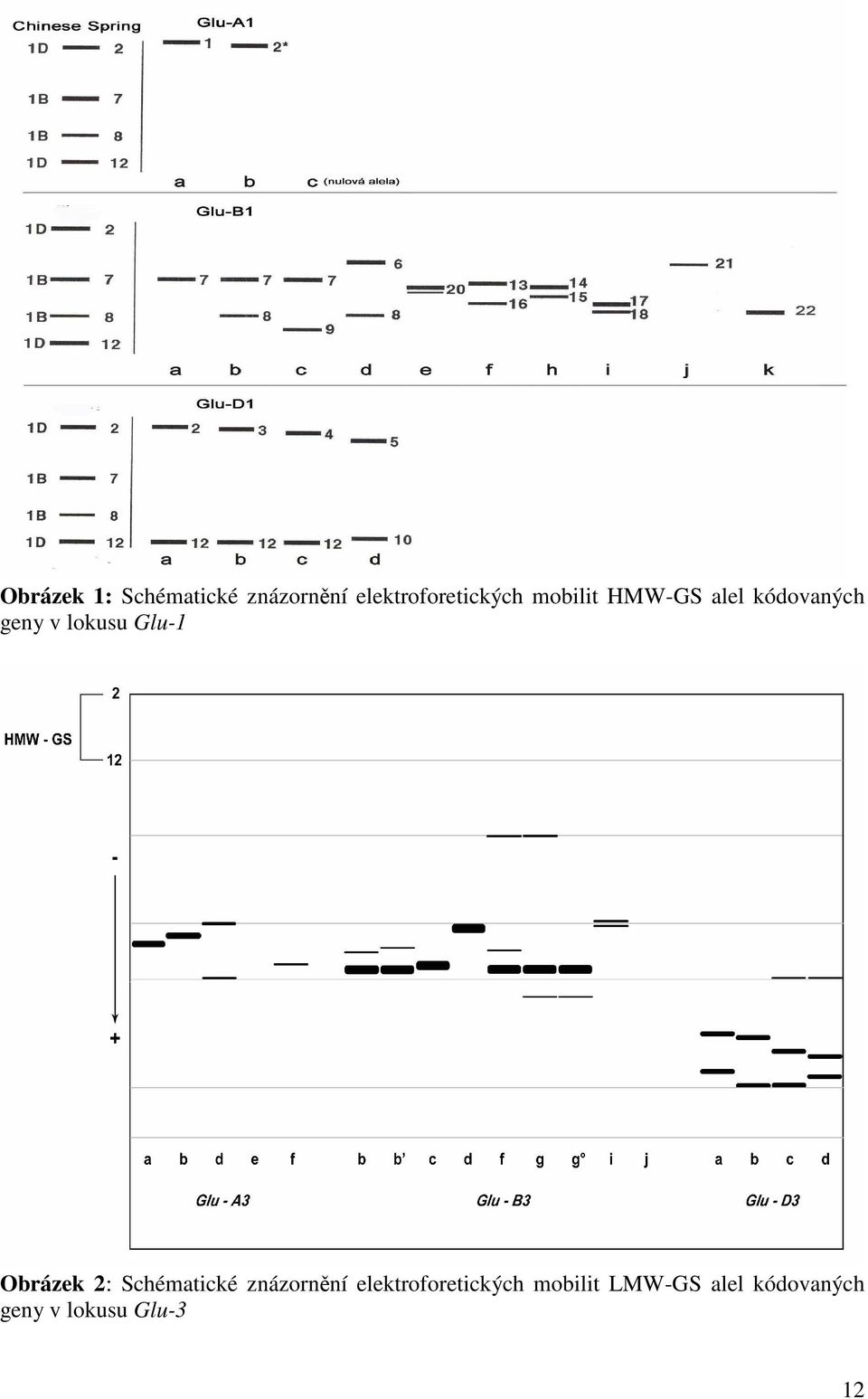 Obrázek 2: Schématické znázornění elektroforetických