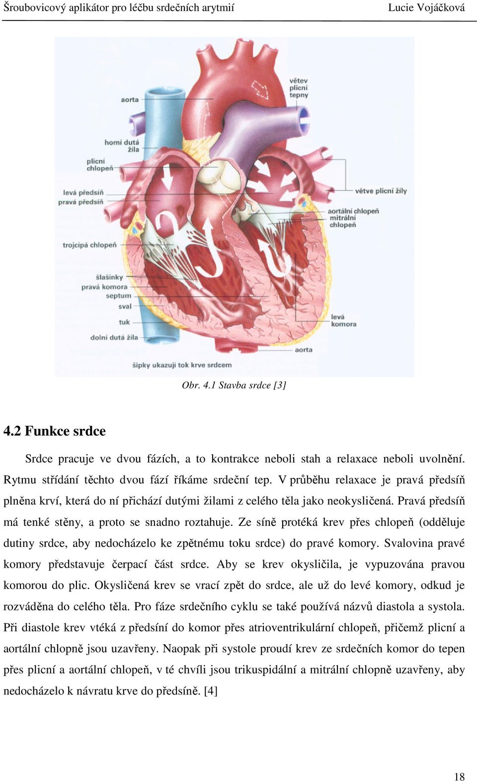 Ze síně protéká krev přes chlopeň (odděluje dutiny srdce, aby nedocházelo ke zpětnému toku srdce) do pravé komory. Svalovina pravé komory představuje čerpací část srdce.