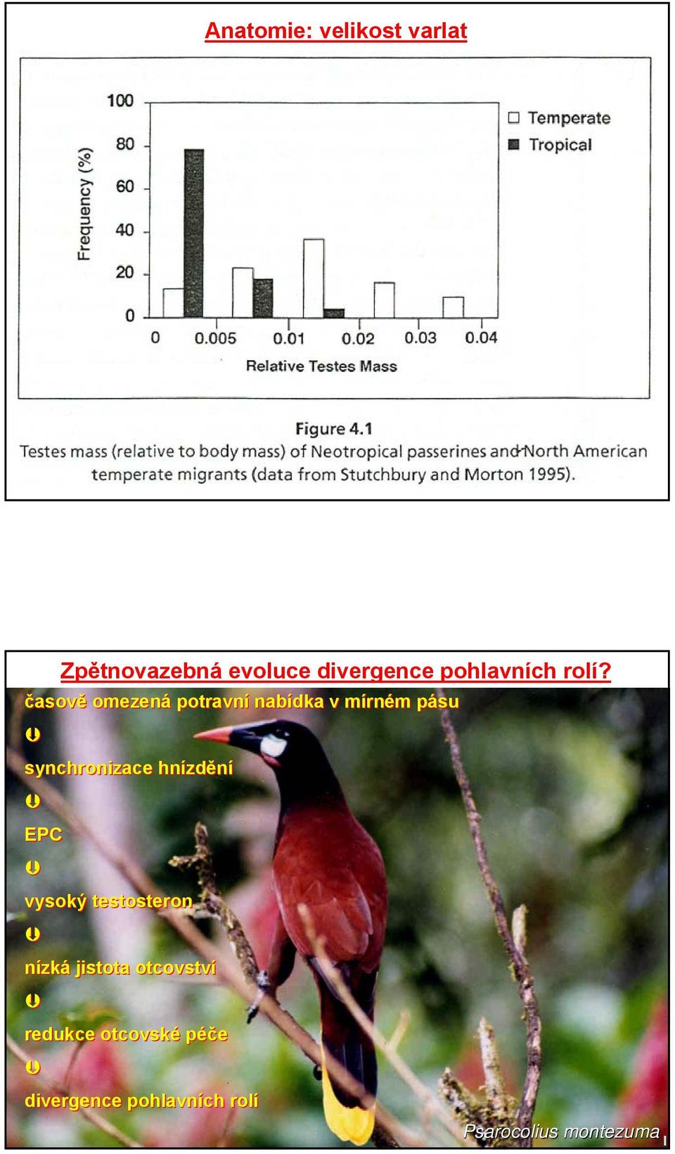 časově omezená potravní nabídka v mírném pásu synchronizace