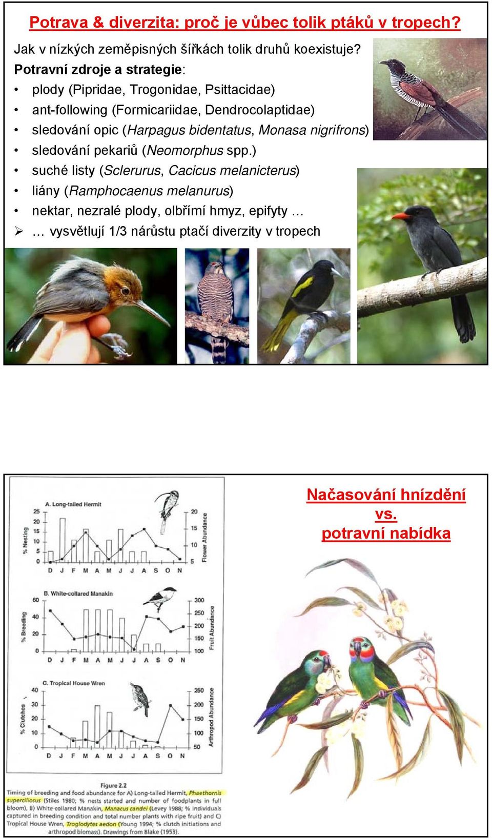 (Harpagus bidentatus, Monasa nigrifrons) sledování pekariů (Neomorphus spp.