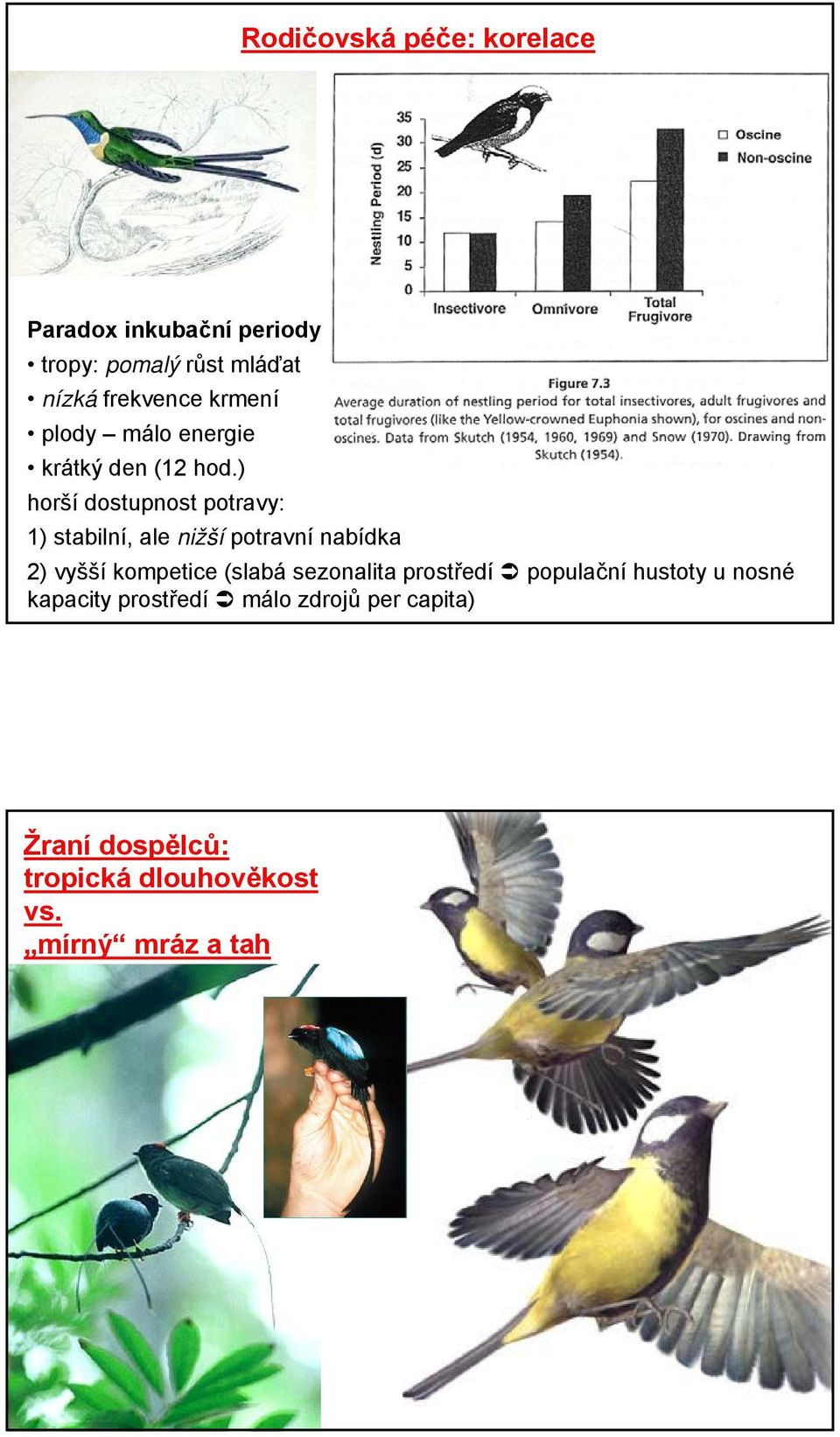 ) horší dostupnost potravy: 1) stabilní, ale nižší potravní nabídka 2) vyšší kompetice (slabá