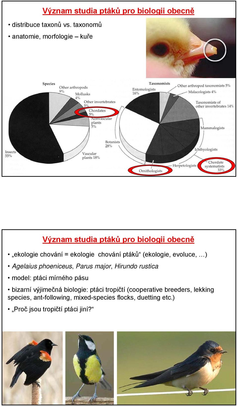 ptáků (ekologie, evoluce, ) Agelaius phoeniceus, Parus major, Hirundo rustica model: ptáci mírného pásu