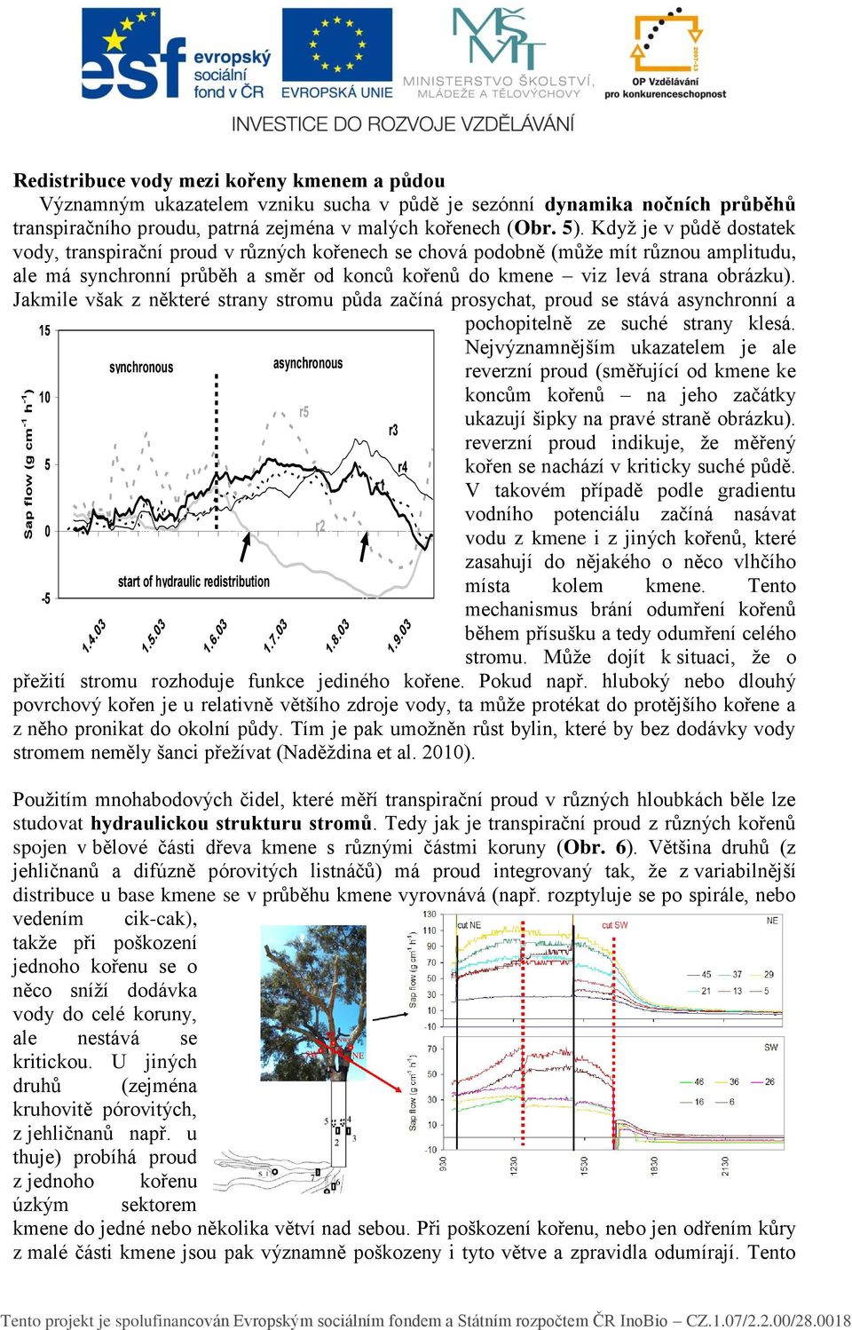 Když je v půdě dostatek vody, transpirační proud v různých kořenech se chová podobně (může mít různou amplitudu, ale má synchronní Seasonal průběh dynamics a of směr night sap od flow konců kořenů do