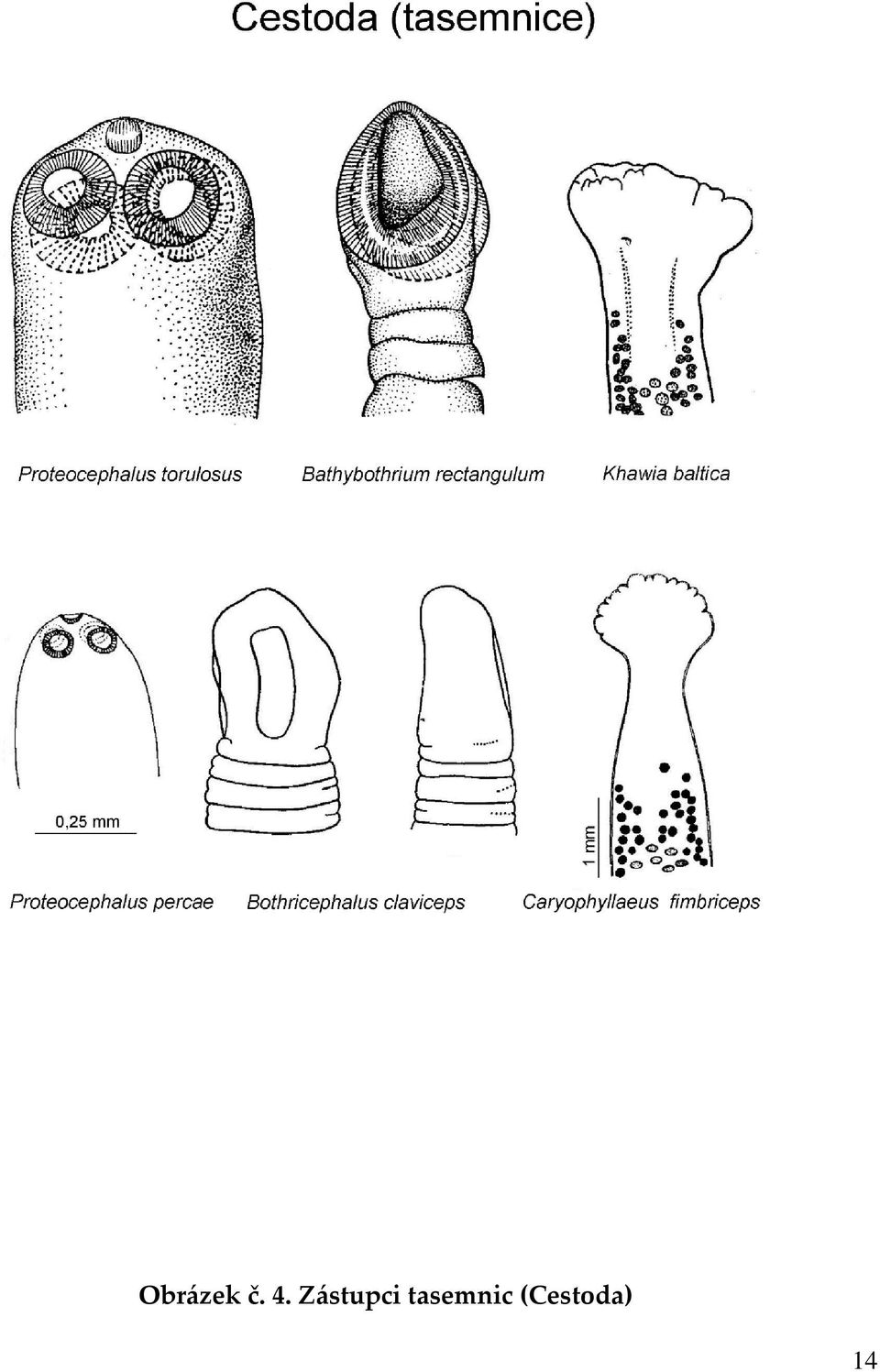 Zástupci