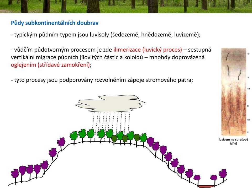 vertikální migrace půdních jílovitých částic a koloidů mnohdy doprovázená oglejením (střídavé