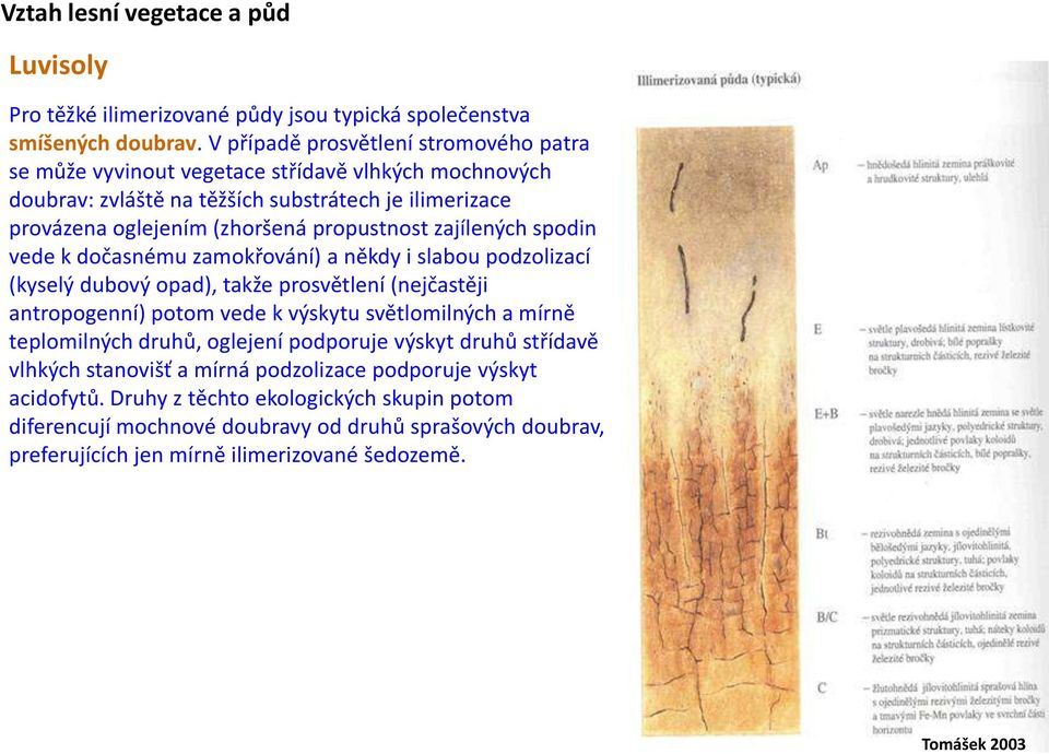 propustnost zajílených spodin vede k dočasnému zamokřování) a někdy i slabou podzolizací (kyselý dubový opad), takže prosvětlení (nejčastěji antropogenní) potom vede k výskytu