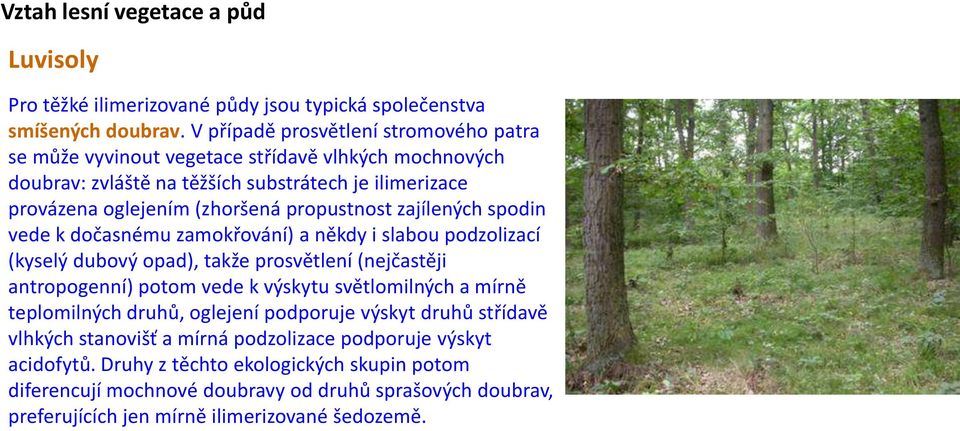 propustnost zajílených spodin vede k dočasnému zamokřování) a někdy i slabou podzolizací (kyselý dubový opad), takže prosvětlení (nejčastěji antropogenní) potom vede k výskytu