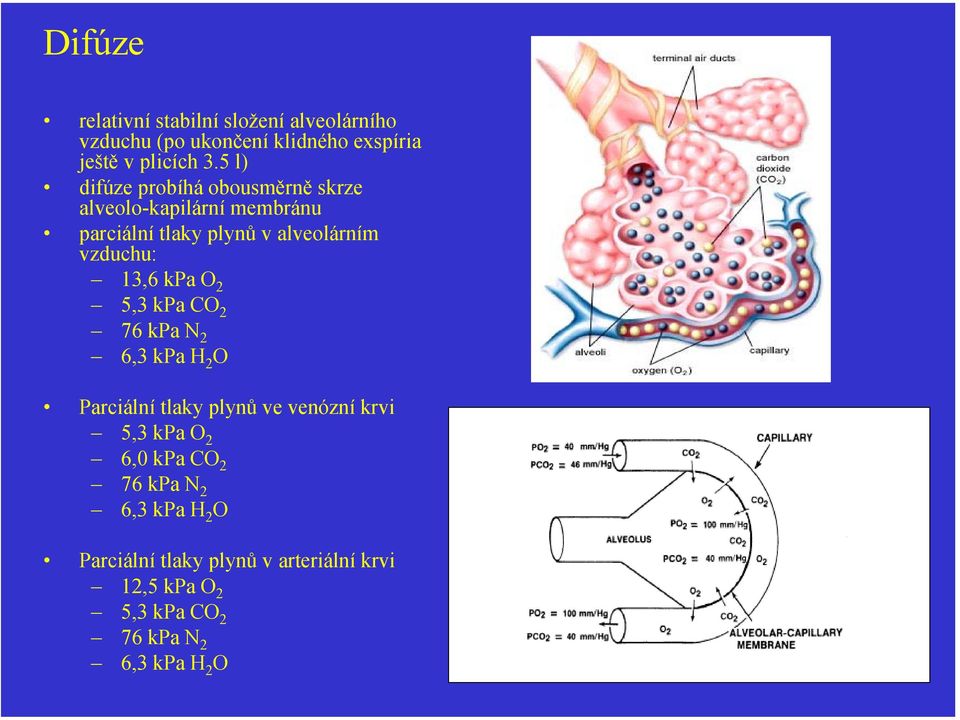 13,6 kpa O 2 5,3 kpa CO 2 76 kpan 2 6,3 kpa H 2 O Parciální tlaky plynů ve venózní krvi 5,3 kpa O 2 6,0 kpa