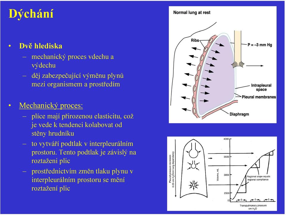 tendenci kolabovat od stěny hrudníku to vytváří podtlak v interpleurálním prostoru.
