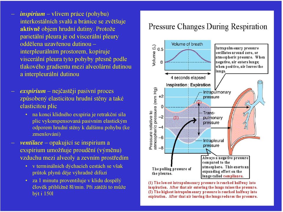 a interpleurální dutinou exspirium nejčastěji pasivní proces způsobený elasticitou hrudní stěny a také elasticitou plic na konci klidného exspíria je retrakční síla plic vykompensovaná pasivním