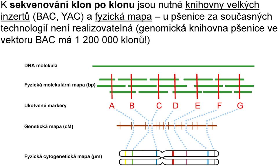 knihovna pšenice ve vektoru BAC má 1 200 000 klonů!