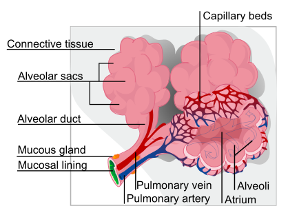 Bronchiolus respiratorius se větví na několik tenkostěnných trubiček (ductuli alveolares), koncové úseky se rozšiřují (atrium) a