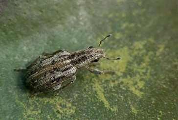 Listopasi rodu Sitona Sitona lineatus (Linnaeus,1758) Sitona macularius (Marsham 1802) listopas čárkovaný listopas